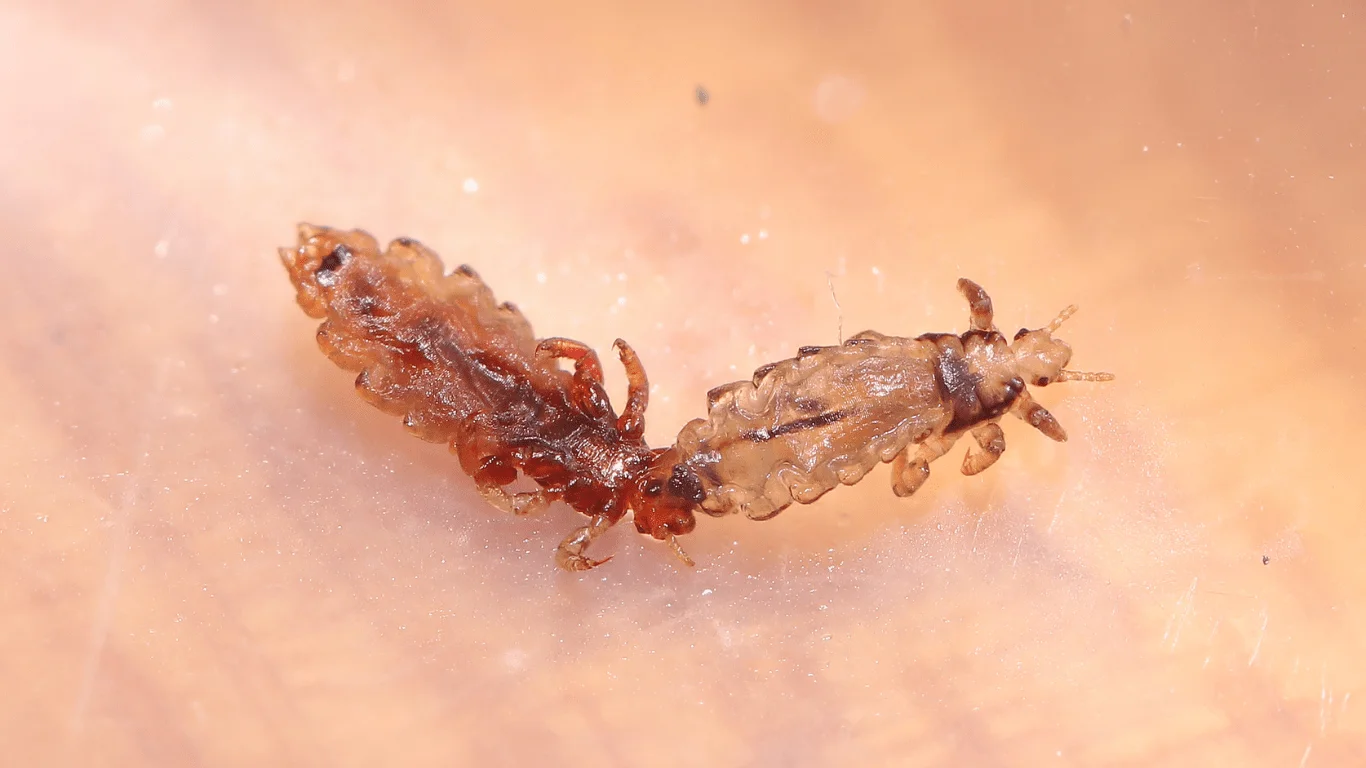Parasitic Infections Treatment Descriptions | E-Health Network Virtual Care